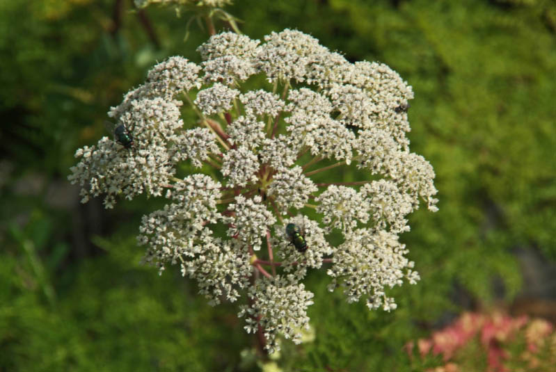 Selinum tenuifoliumKarweiselie bestellen